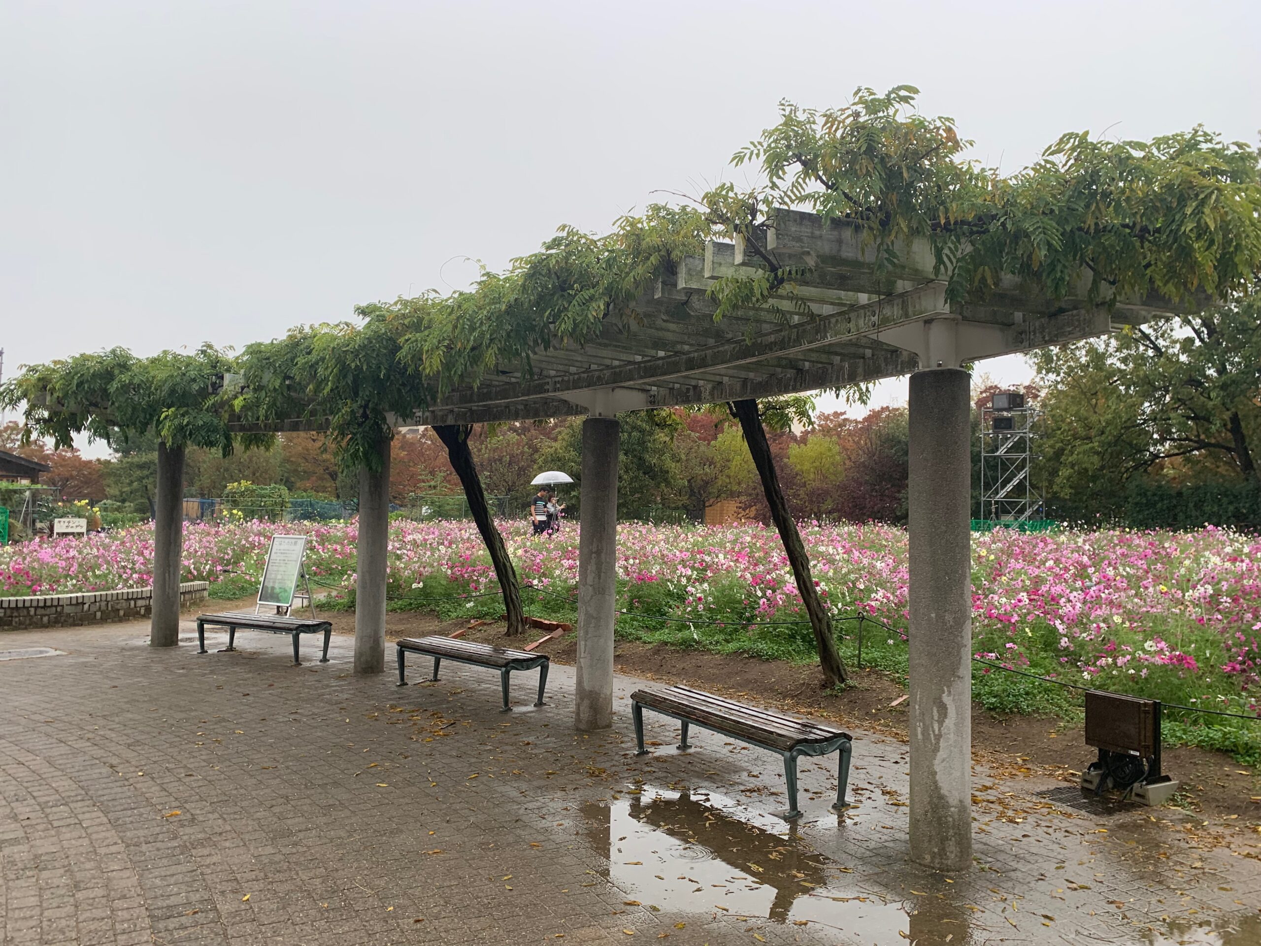 『長居植物園』のコスモス畑（ライフガーデン）で咲き乱れるコスモス（2023年11月6日）