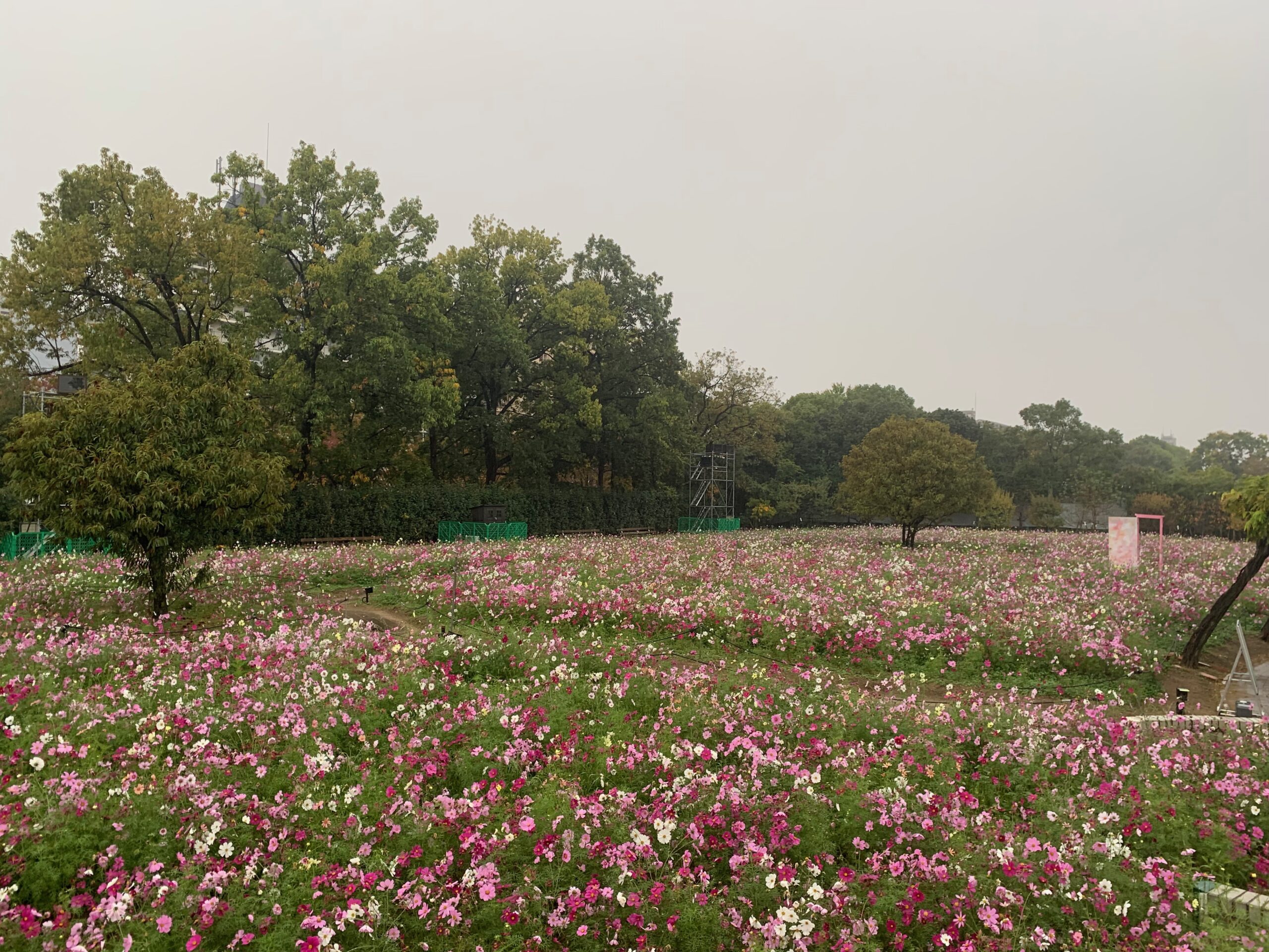 『長居植物園』のコスモス畑（ライフガーデン）で咲き乱れるコスモス（2023年11月6日）