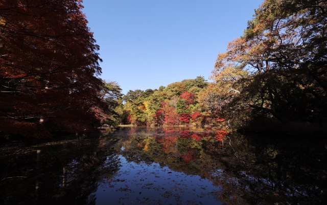 神戸市立森林植物園 紅葉 photoAC