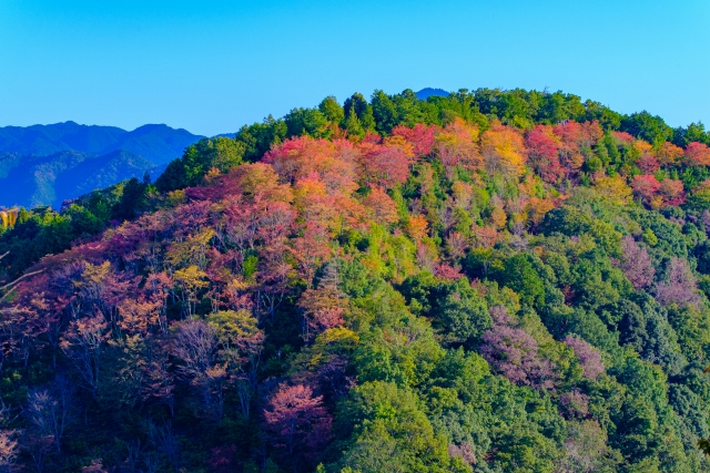 吉野山の下千本付近の紅葉