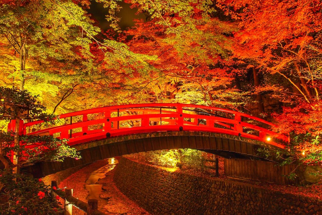 北野天満宮 紅葉 鶯橋 ライトアップ photoAC