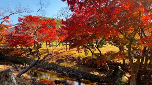 奈良公園 紅葉8 photoAC