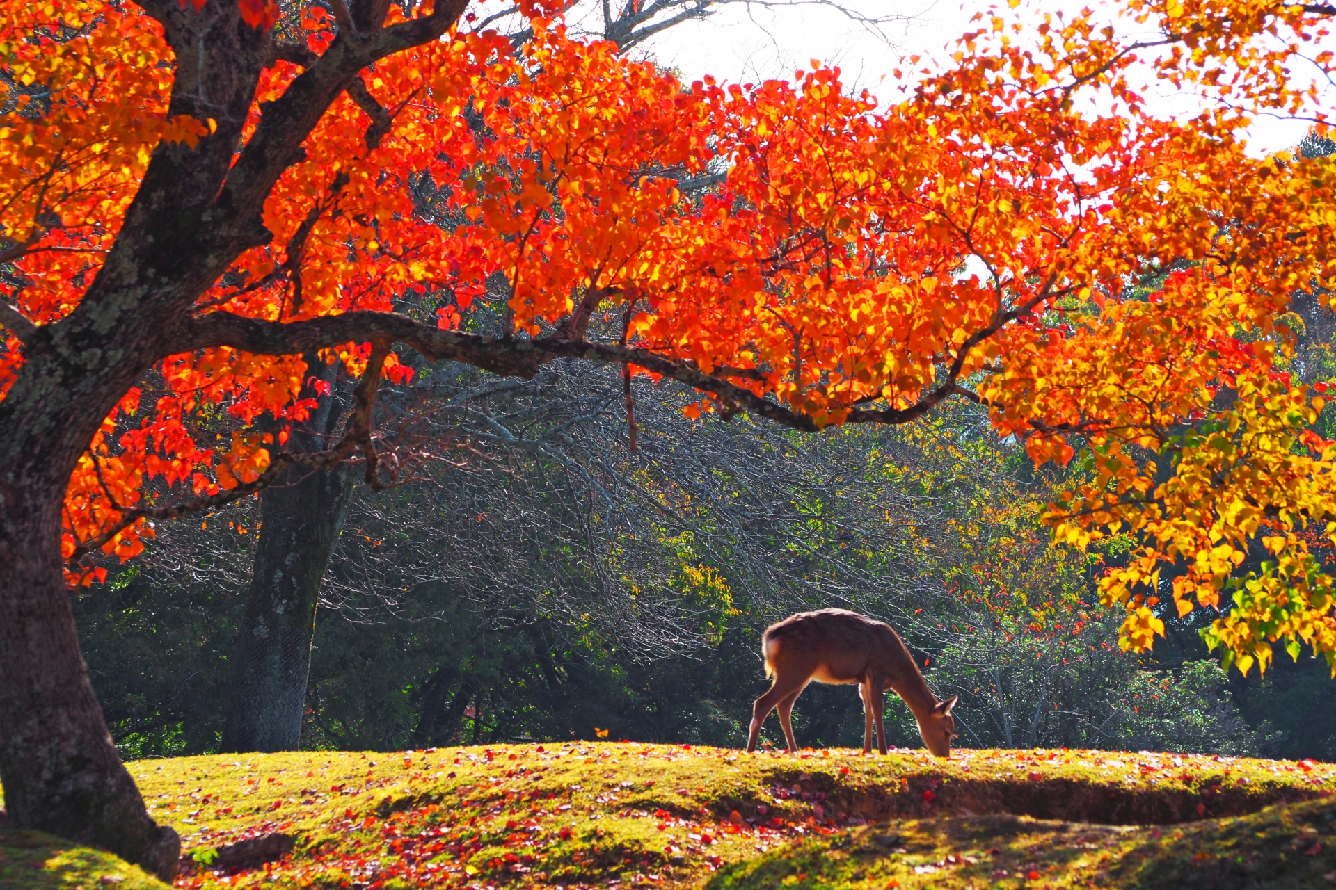 奈良公園 紅葉 photoAC