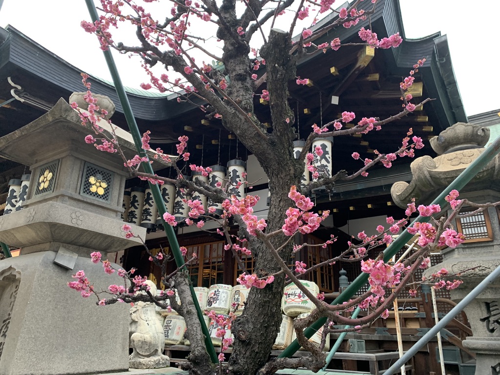 大阪天満宮　梅の花