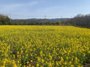 『和泉リサイクル環境公園』に咲く菜の花