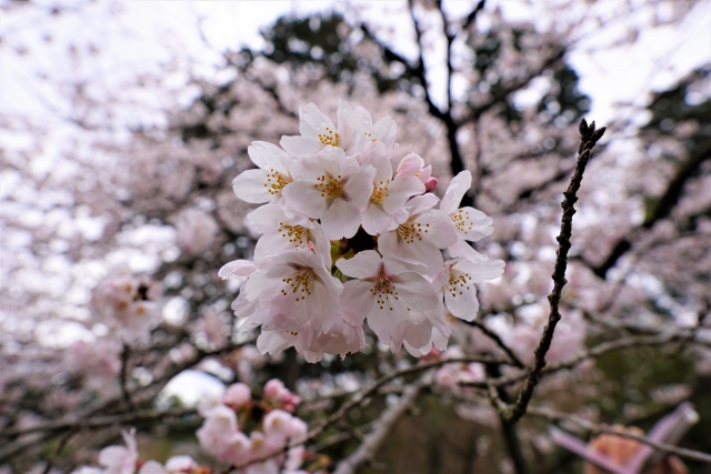 石山寺で咲き誇る桜