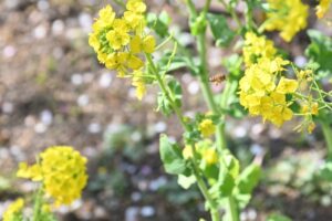 須磨離宮公園 菜の花