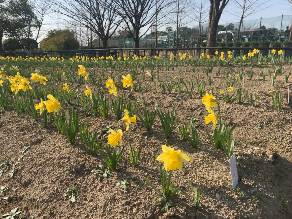 『和泉リサイクル環境公園』に咲くラッパ水仙