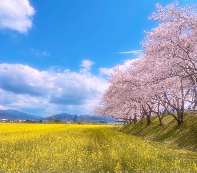 藤原宮跡に咲く菜の花と桜の風景
