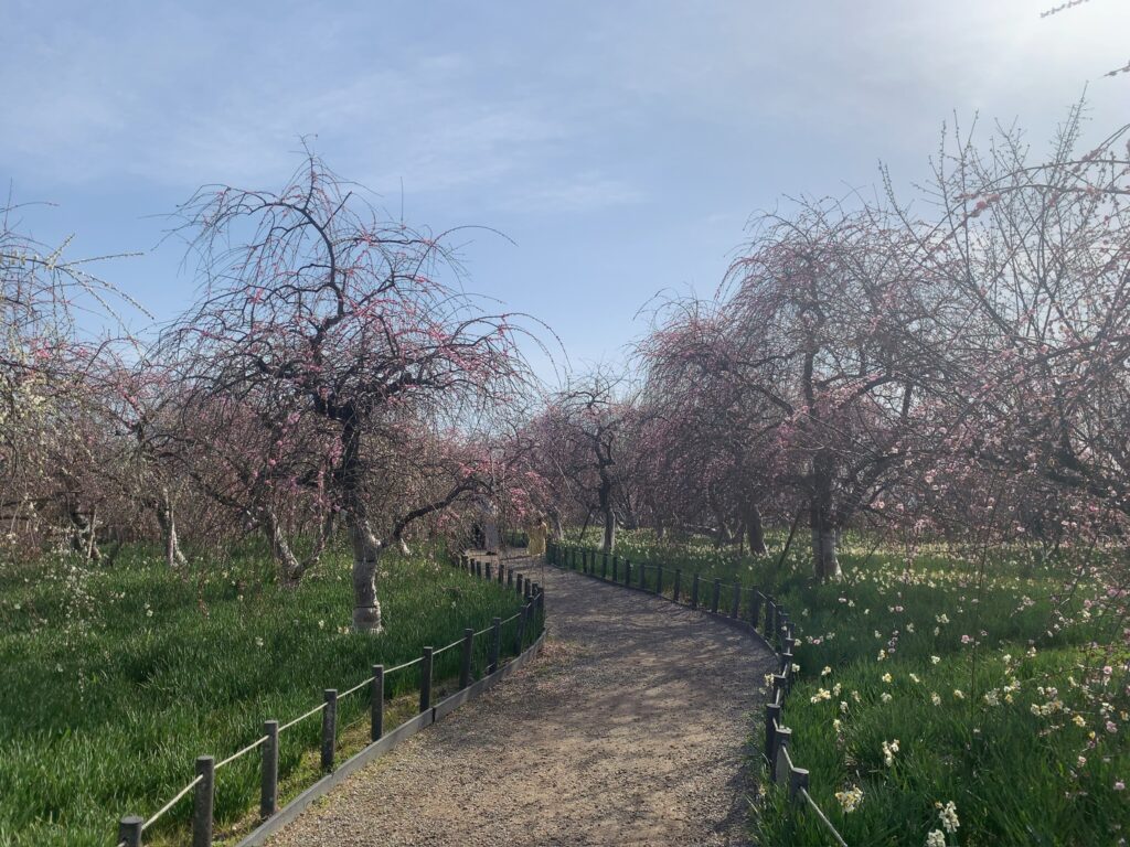 『和泉リサイクル環境公園』に咲く枝垂れ梅