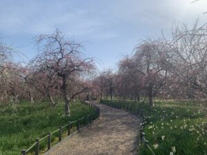 『和泉リサイクル環境公園』に咲く枝垂れ梅