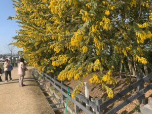 『和泉リサイクル環境公園』に咲くミモザ