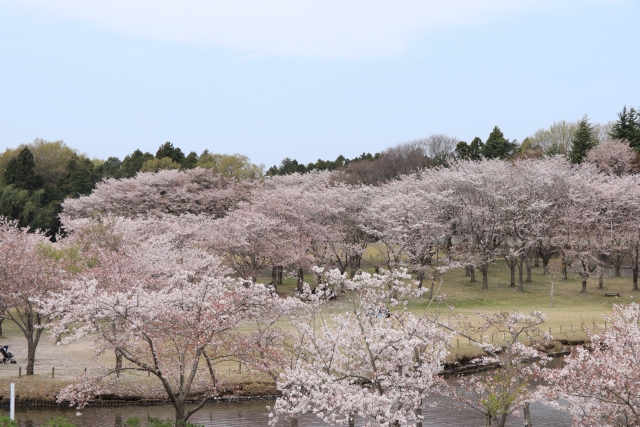 万博記念公園 桜