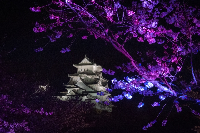 姫路城 桜5 ライトアップ 姫路城夜桜会