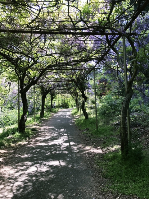 みやまの里森林公園 藤の花 藤棚 フジ 藤棚ロード
