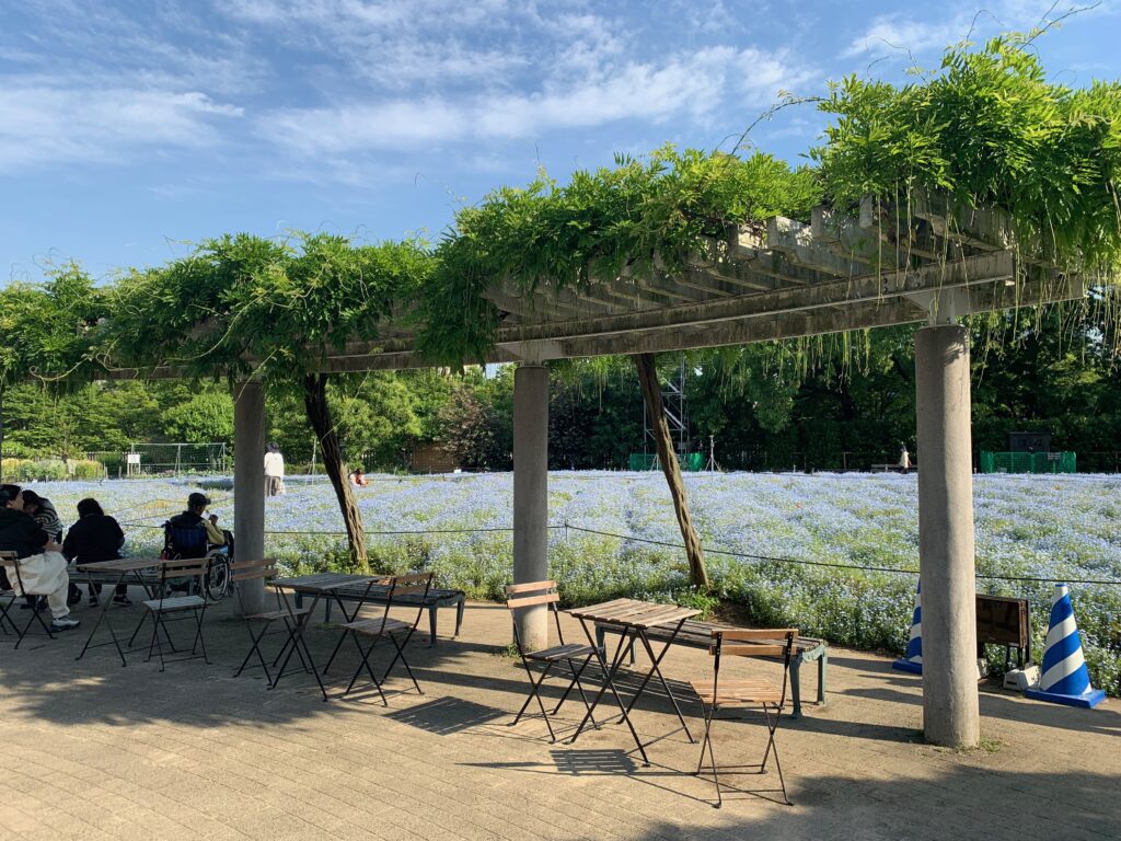 長居植物園 藤棚 フジ ネモフィラ 2023年5月10日