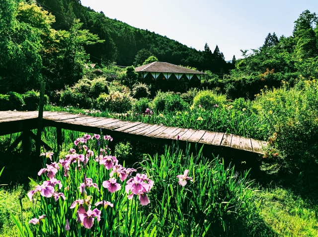 『花の郷 滝谷花しょうぶ園』に咲く花菖蒲