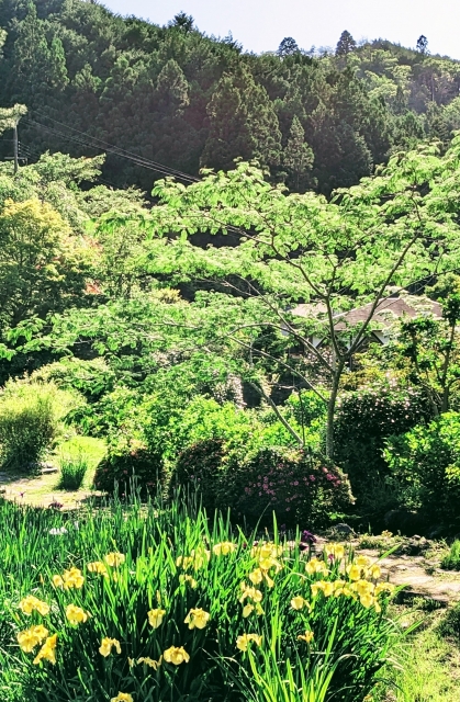 『花の郷 滝谷花しょうぶ園』の黄菖蒲