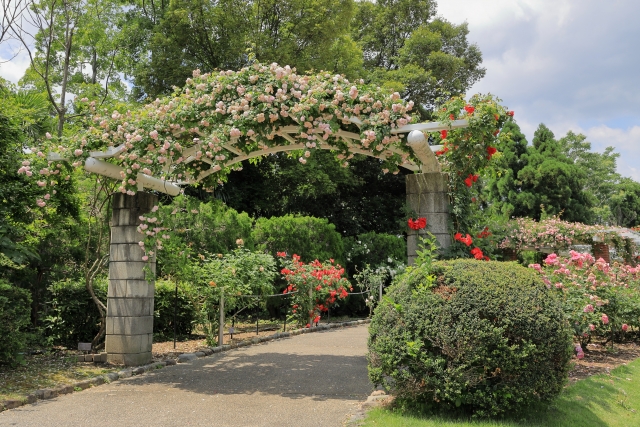 京都府立植物園 バラ園 薔薇