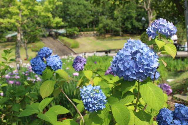 万博記念公園 紫陽花