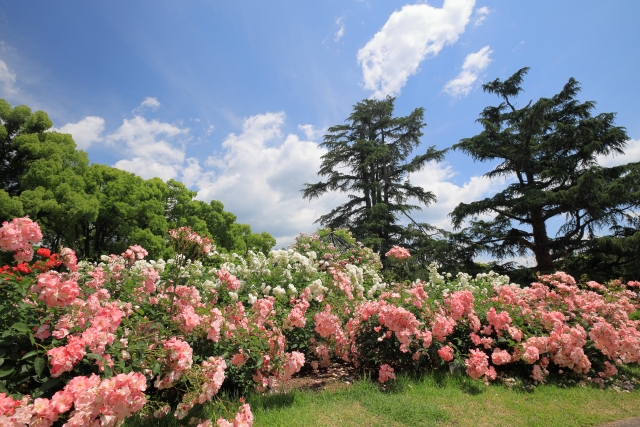 京都府立植物園 バラ園 薔薇