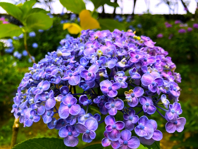 『篠山玉水ゆり園』で咲き誇る紫陽花