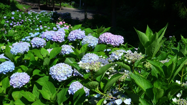 とんぼ池公園 紫陽花
