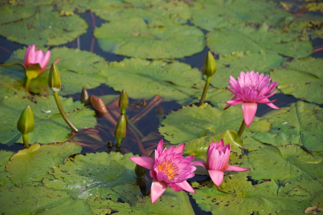 『京都府立植物園』で咲き誇る睡蓮