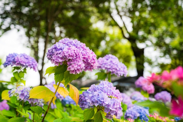もりやま芦刈園　紫陽花