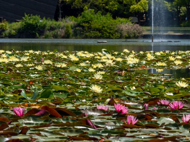 『長居植物園』の大池に咲き乱れる睡蓮
