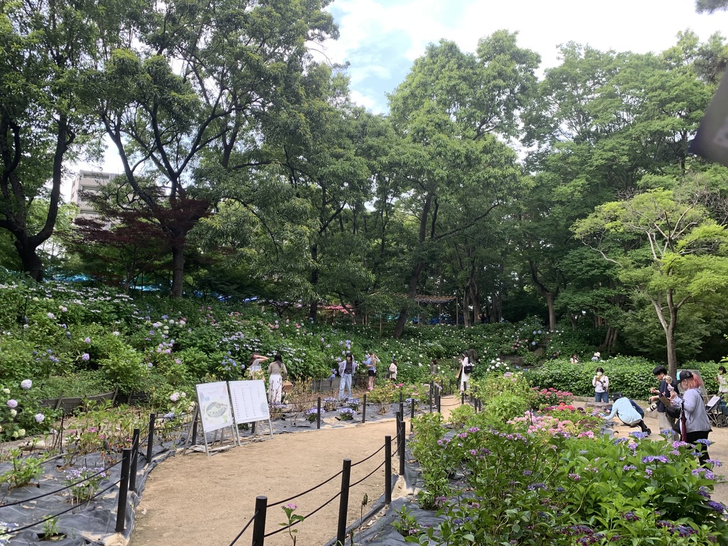 『長居植物園』のアジサイ園