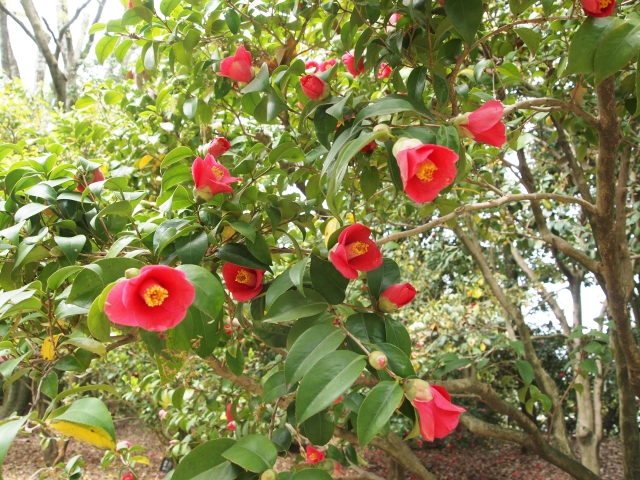 『京都府立植物園』で咲き誇る椿