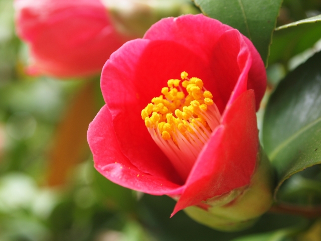『京都府立植物園』で咲き誇る椿