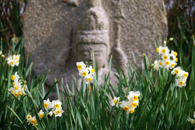 『般若寺』の石仏の周りで咲き乱れる水仙