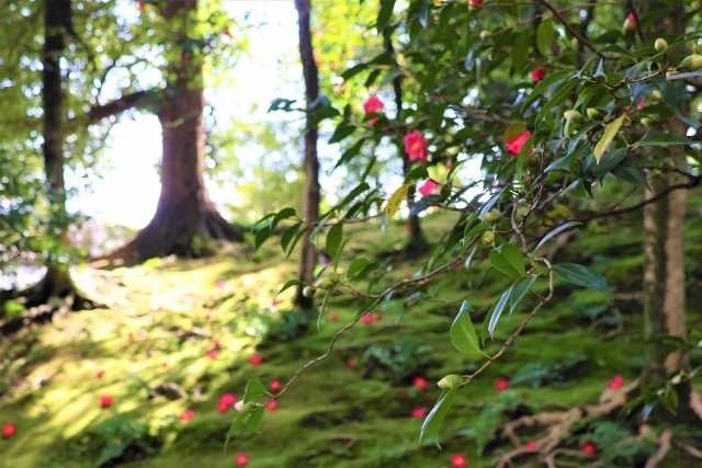 『城南宮』春の山に咲く椿と苔