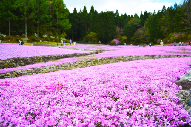 三田市『芝桜園 花のじゅうたん』で咲く一億輪の芝桜