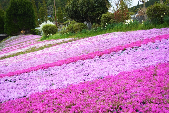 三田市『芝桜園 花のじゅうたん』で咲く一億輪の芝桜