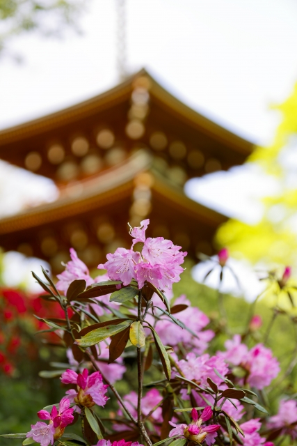 『岡寺』で咲き誇るシャクナゲと三重塔