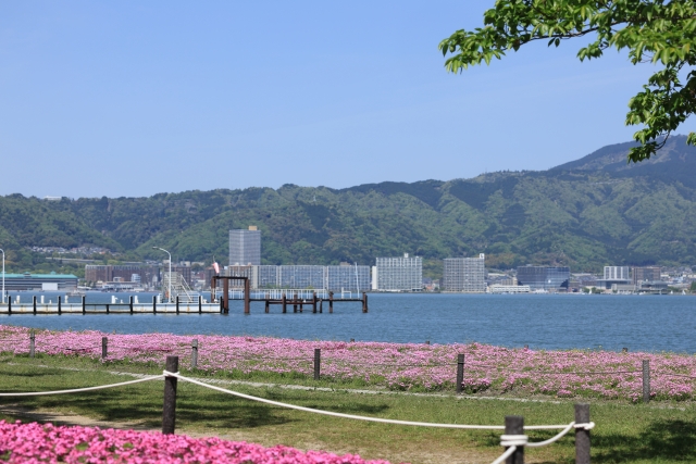 『大津湖岸なぎさ公園』に咲く芝桜
