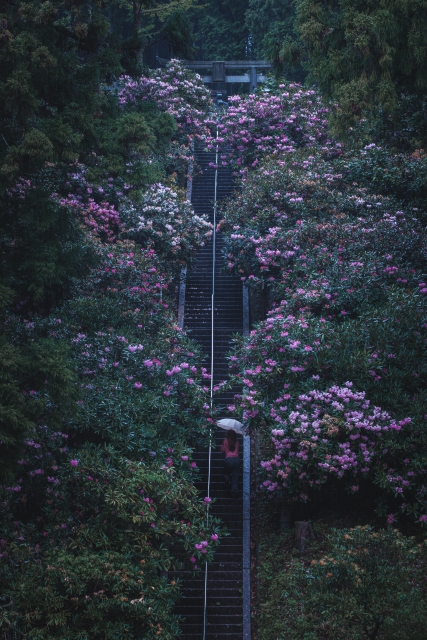 『弁財天石楠花の丘』で金毘羅神社の階段に咲き誇るシャクナゲの花