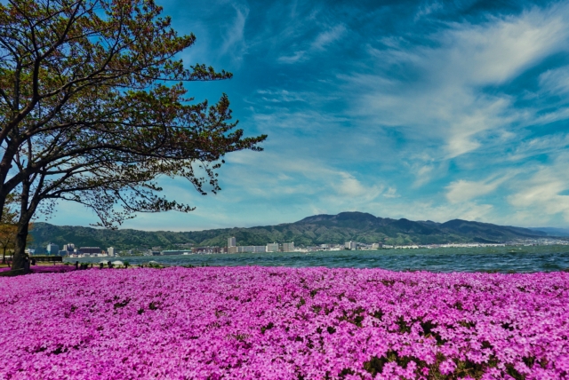 『大津湖岸なぎさ公園』に咲く芝桜と琵琶湖