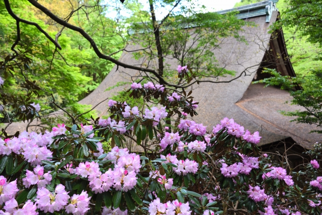 『室生寺』で咲き誇るシャクナゲ
