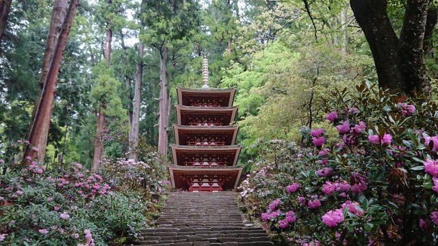 『室生寺』で咲き誇るシャクナゲと五重塔