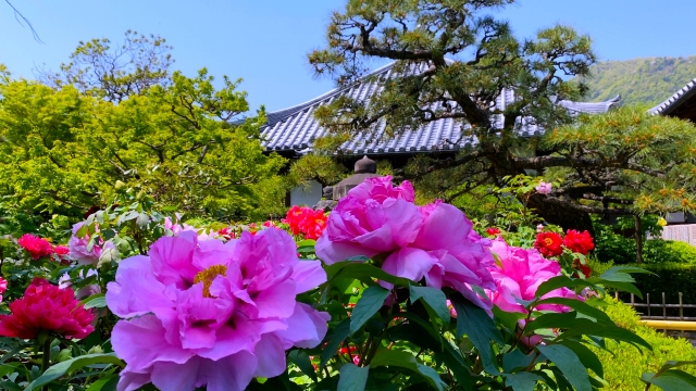 『石光寺』の庭で咲き乱れるシャクヤク（芍薬）