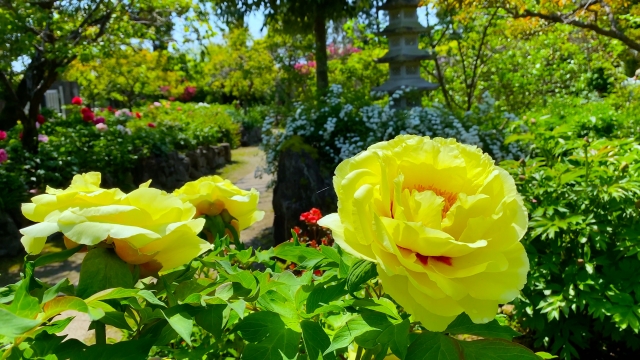 『石光寺』の庭で咲き乱れるシャクヤク（芍薬）