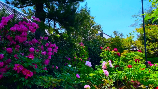 『石光寺』の庭で咲き乱れる牡丹やシャクヤク（芍薬）、シャクナゲ（石楠花）