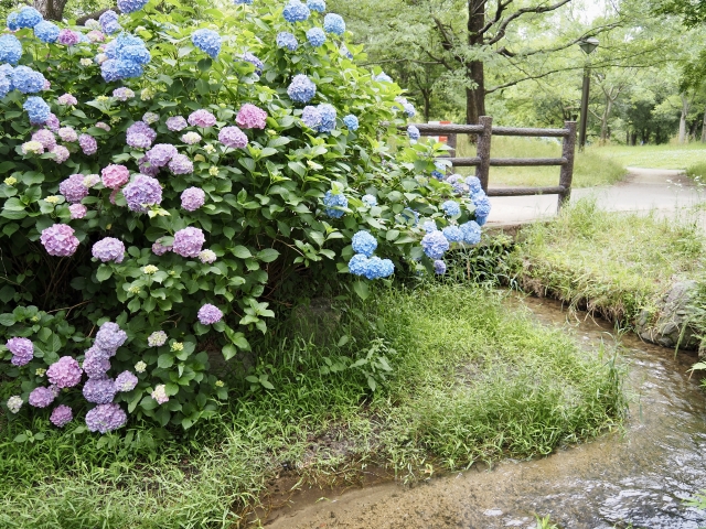 『花博記念公園 鶴見緑地』で咲く紫陽花とせせらぎ