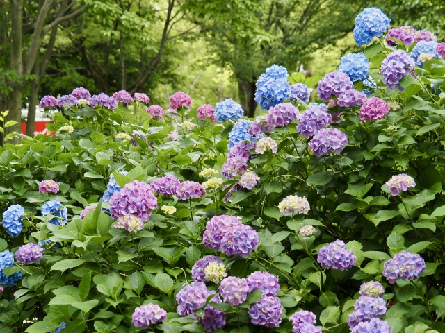 『花博記念公園 鶴見緑地』で咲く紫陽花