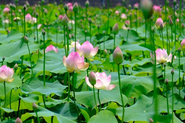 ヤマサ蒲鉾『蓮の花苑』の広大な蓮池で咲く蓮の花