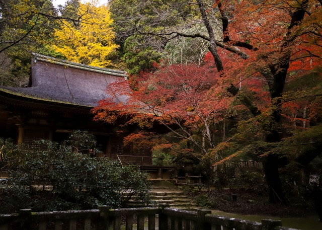 『室生寺』の本堂（潅頂堂）と紅葉